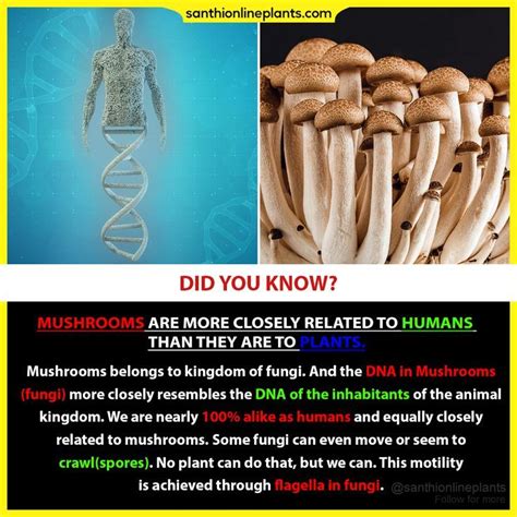 are humans genetically similar to mushrooms